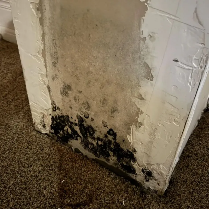 Professional Mold Removal in Rustburg, VA